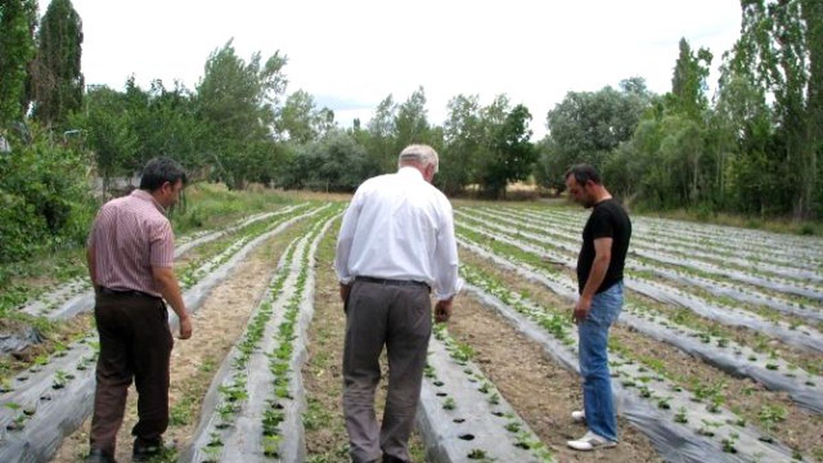 Yozgat\'ta Çilek Bahçeleri Oluşturuluyor
