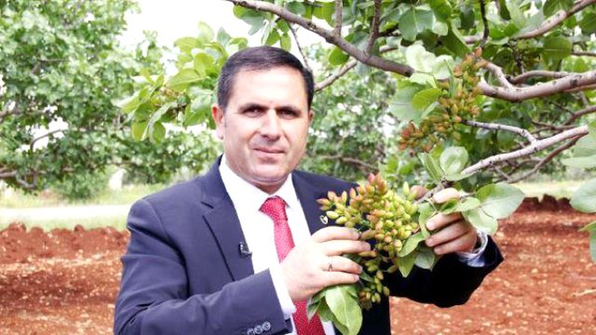 Antep Fıstığında Rekor Rekolte Beklentisi