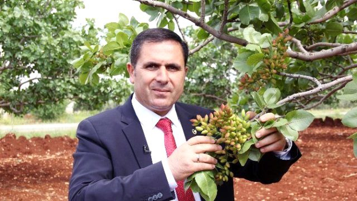 Antepfıstığında Tüm Zamanların En Yüksek Rekoltesi Bekleniyor