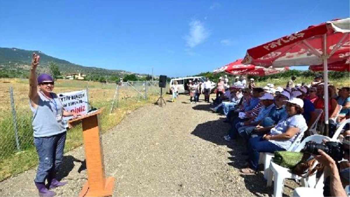 Foça\'da \'Yırca Zeytin Bahçesi\' Oluşturuldu