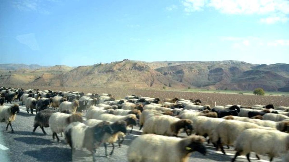 Göçebelerin Yayla Yolculuğu Devam Ediyor