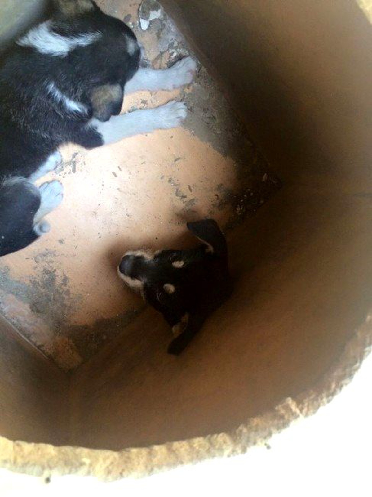 Kafası Sıkışan Köpeği İtfaiye Ekipleri Kurtardı