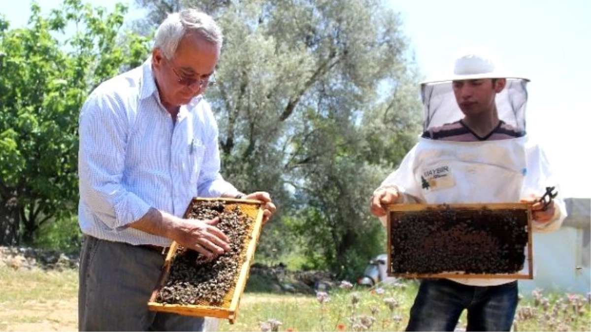 Muğla Arısı Islah Edildi