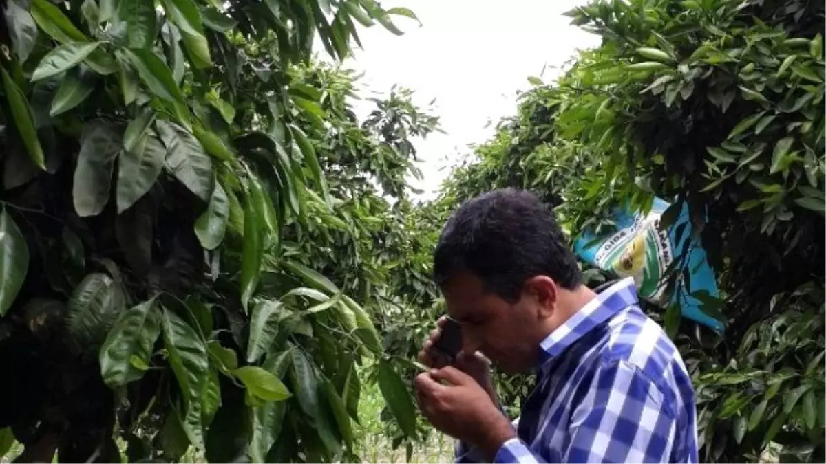 Turunçgil Unlu Bit Zararlısı ile Mücadele Başladı