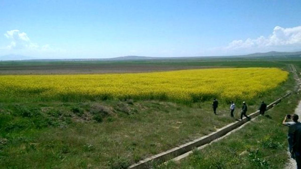 Van\'da Yem Şalgamı Ekimi Yapıldı