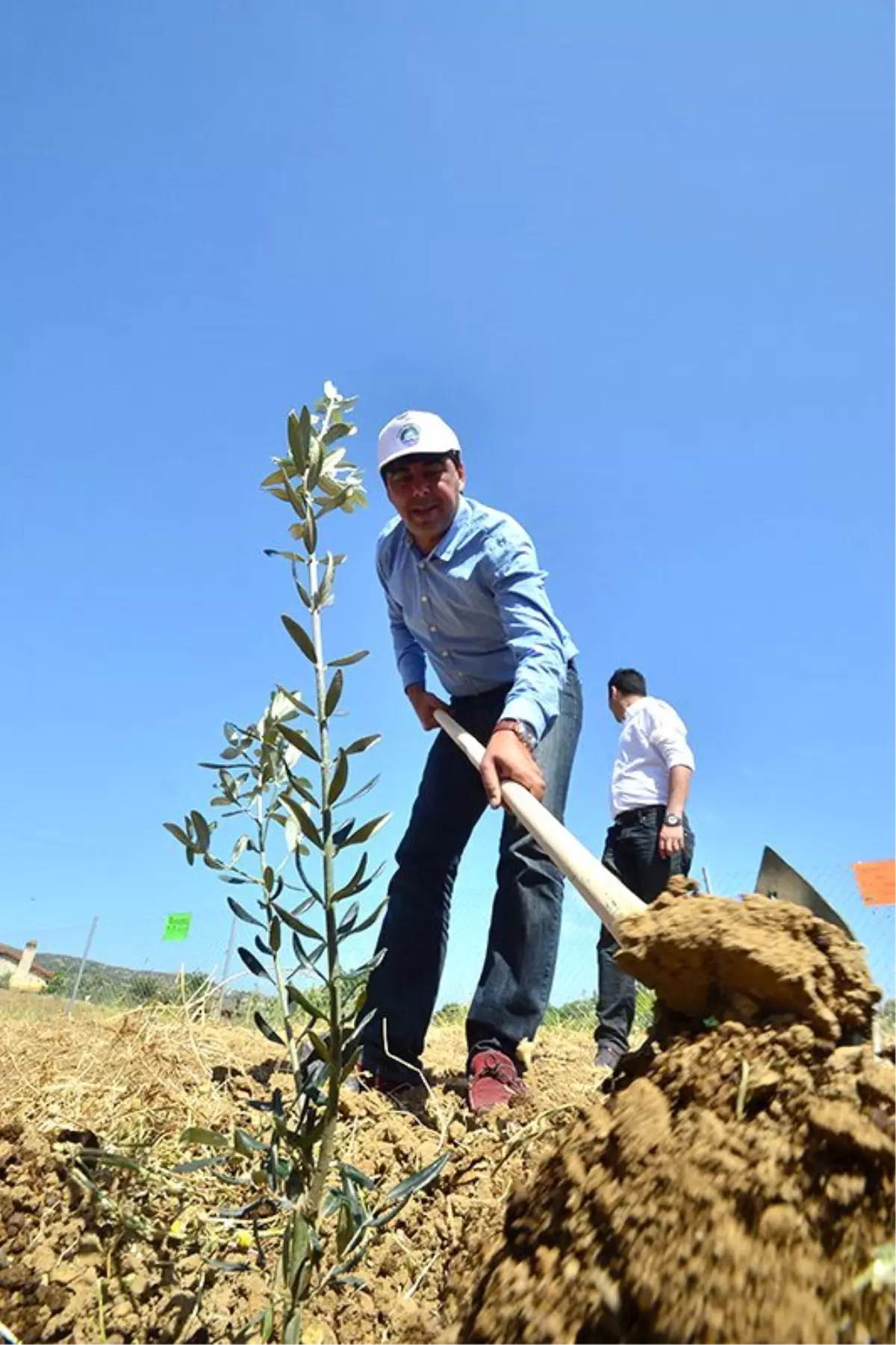 Zeytinler Halaylarla Dikildi