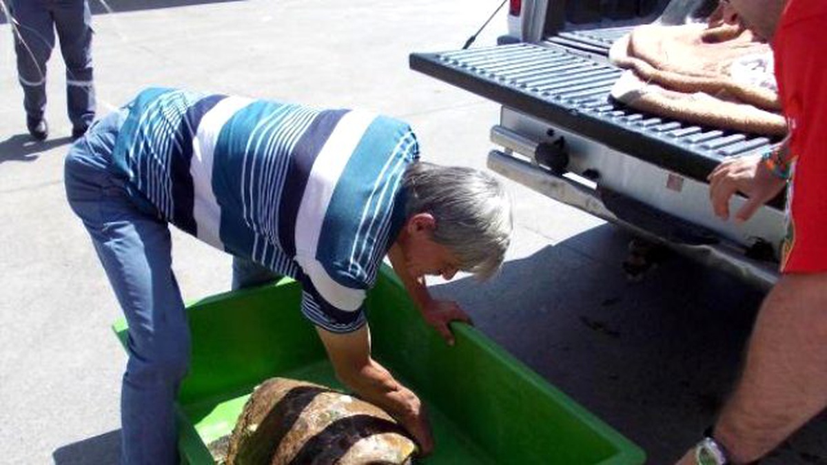 Bodrum\'da Yaralı Caretta Caretta Bulundu