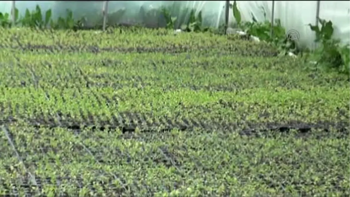 Btc\'den Aldığı Destekle 170 Bin Çiçek Üretti