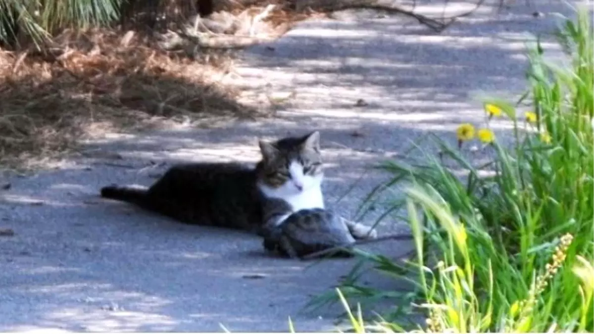 Kedi ve Kaplumbağanın Şaşırtan Dostluğu