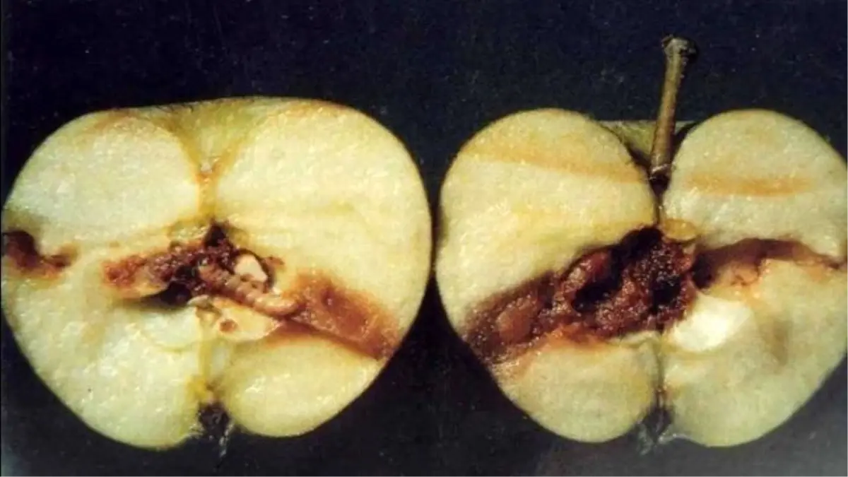 Meyve Üreticilerine Uyarı