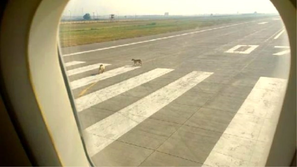 Piste Çıkan Köpekler Uçağı Pas Geçirdi