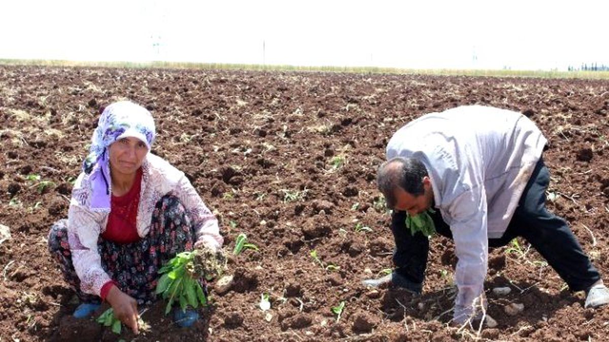 Tütün Dikimi Başladı