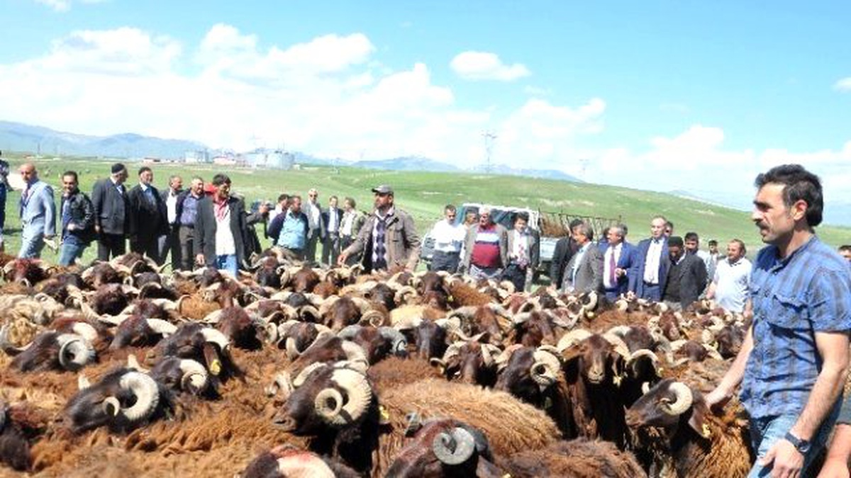 35 Besiciye 231 Damızlık Koç Dağıtımı Yapıldı