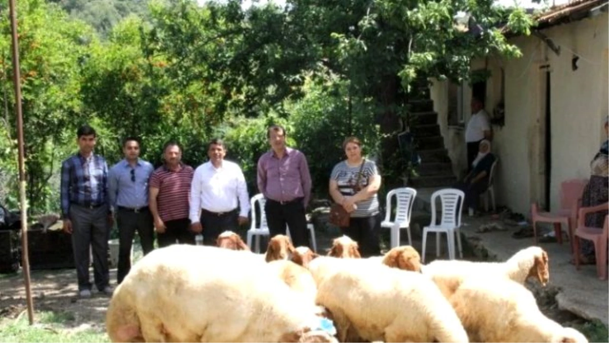 Antakya\'da Koyun Yetiştiriciliği Projesi