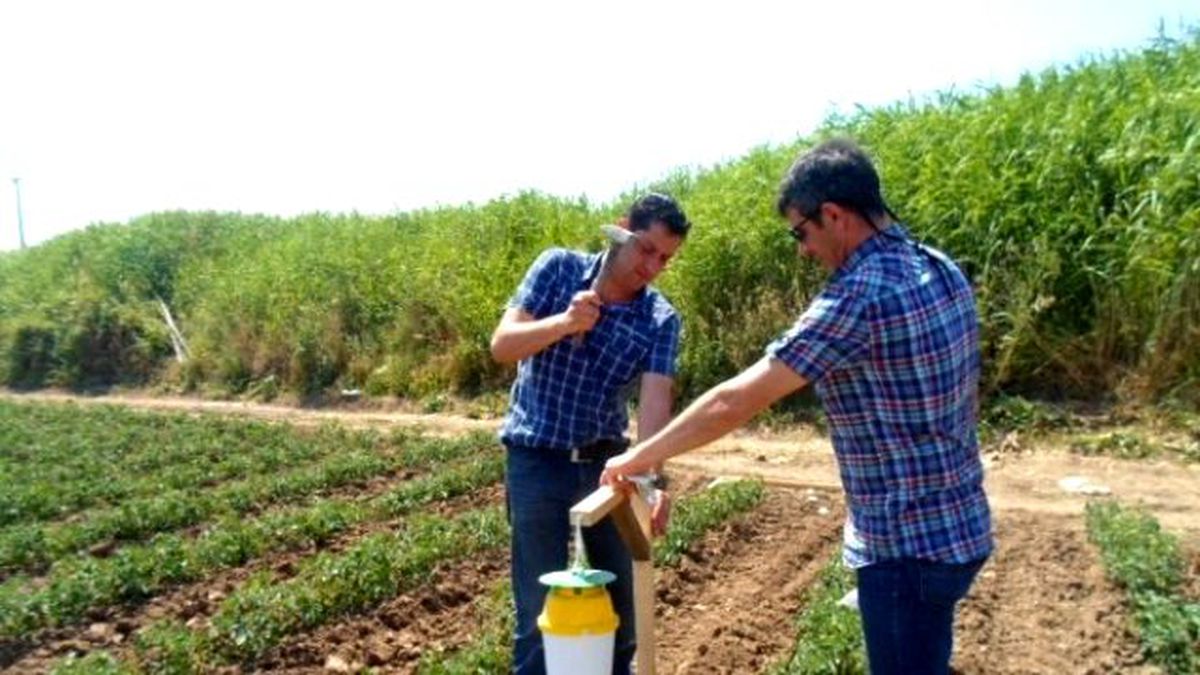 Domateste Yeşil Kurt ve Güve Tehlikesi