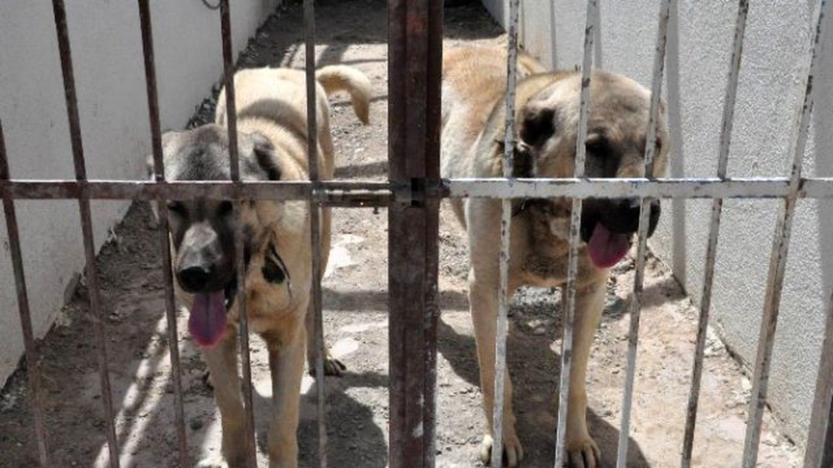 Kangal Köpekleri Cam Fanusla Korunacak