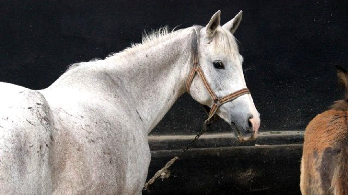 Mahmudiye\'deki Ilgı At Tavlası Törenle Açıldı