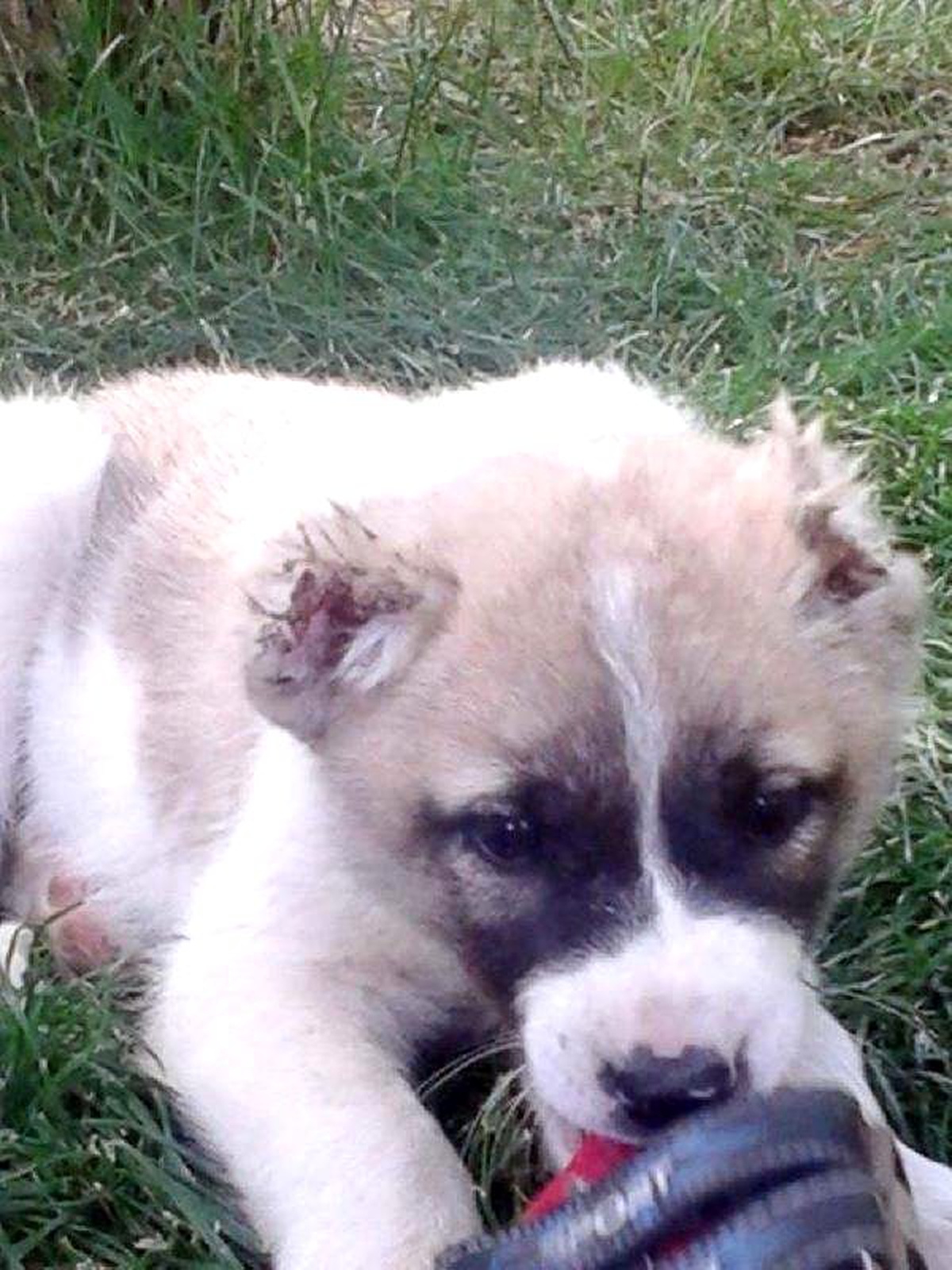 Yavru Köpeğin Kulaklarını Kestiler