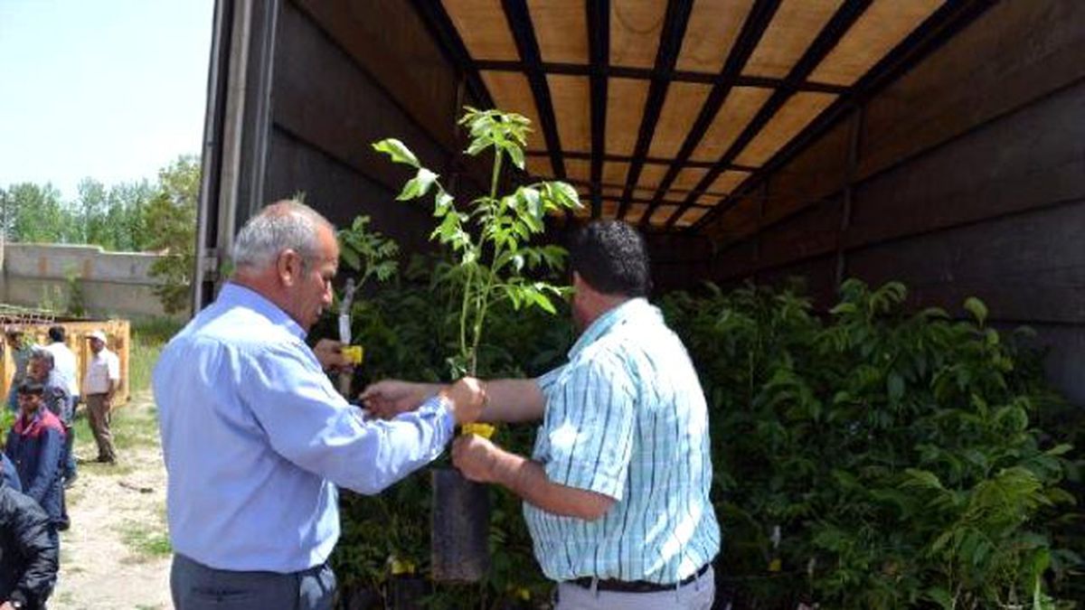 Adilcevaz\'da Çiftçilere 4 Bin Adet Aşılı Ceviz Fidanı Dağıtıldı