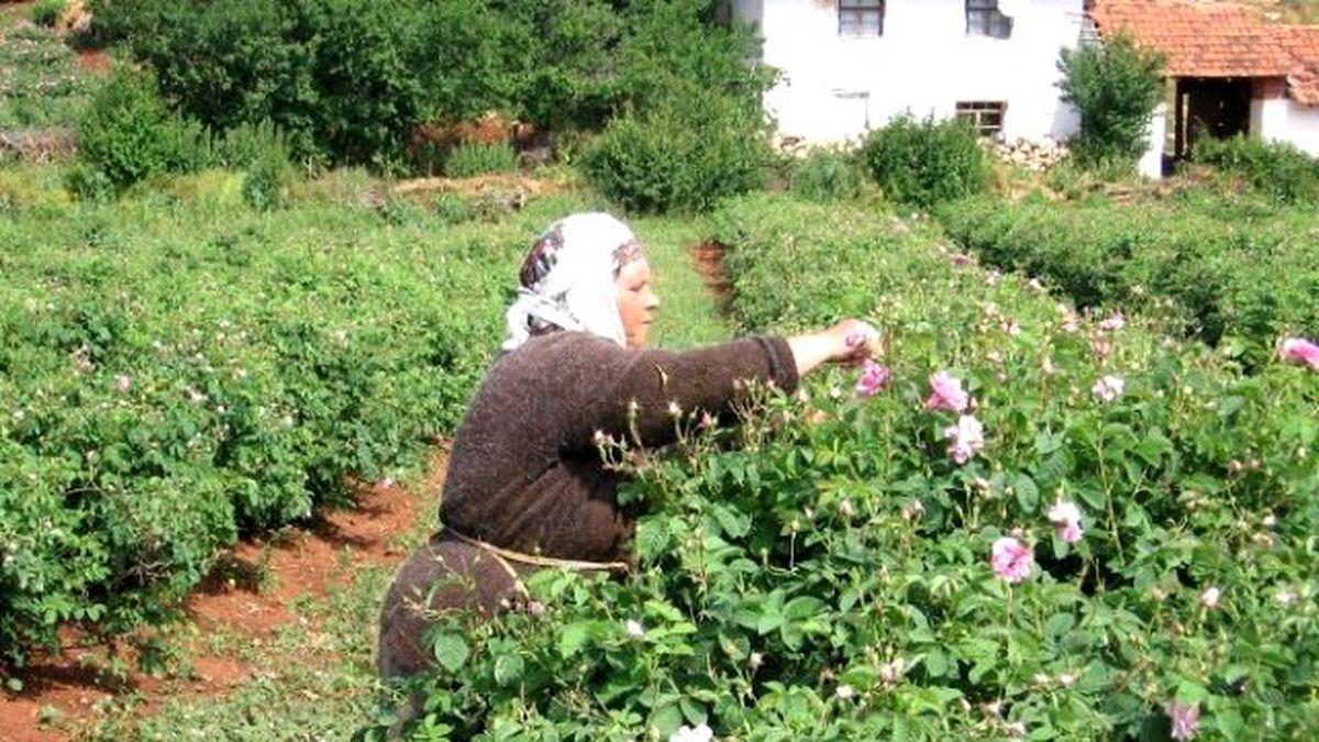 Gül Üreticisi Kilo Başına Destek İstiyor