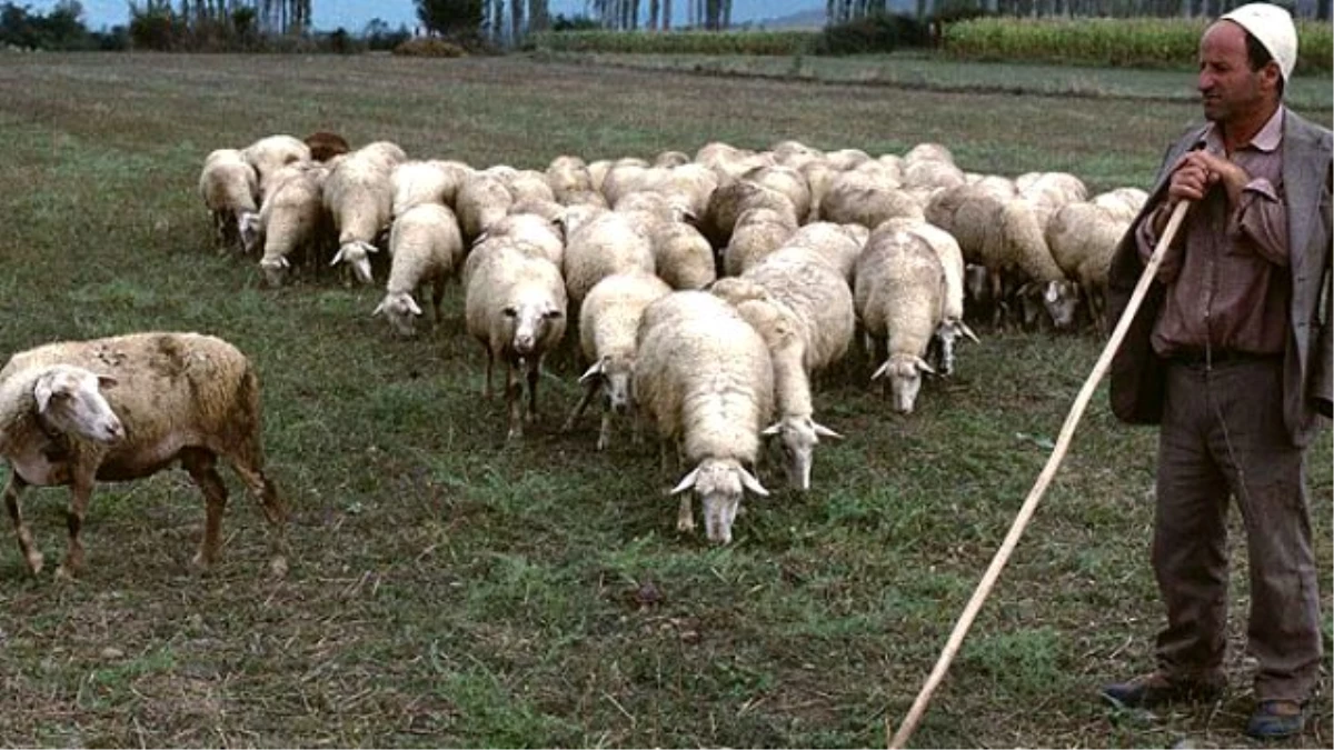5 Bin Lira Maaşla Çoban Aranıyor