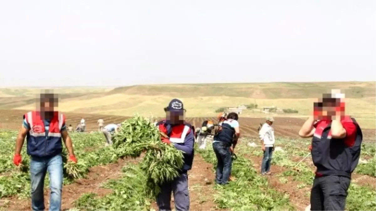 Damlama Sulama Sistemiyle Kenevir Yetiştirmişler