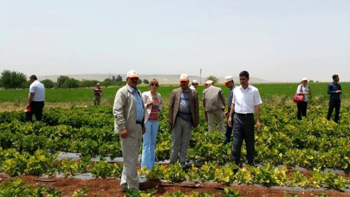 Elbeyli İlçesinde Çilek Hasadı