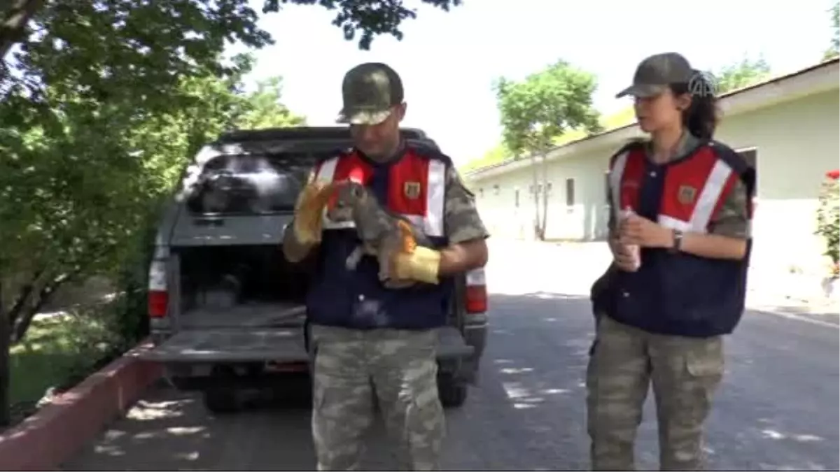 Ölen Kardeşinin Başından Ayrılmayan Yavru Kurda Jandarma Sahip Çıktı