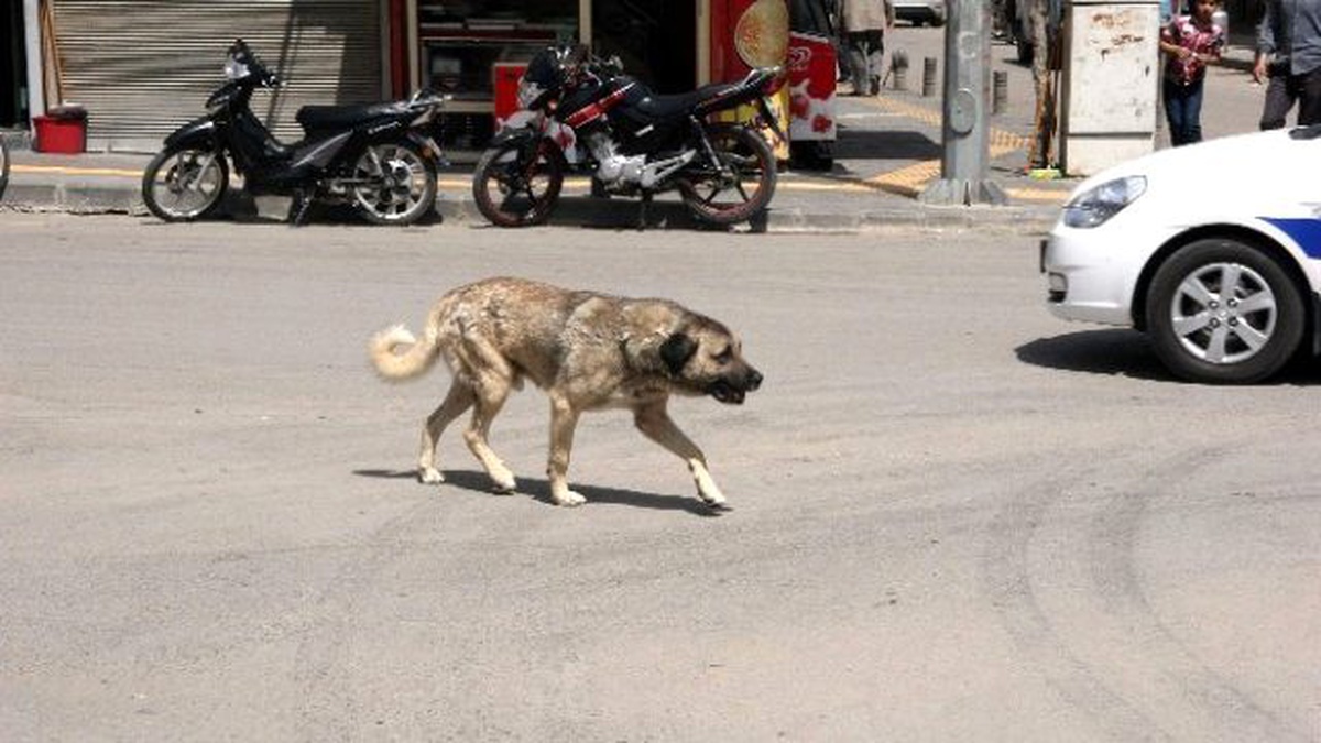 Sokak Köpekleri, Kilislilerin Korkulu Rüyası Oldu