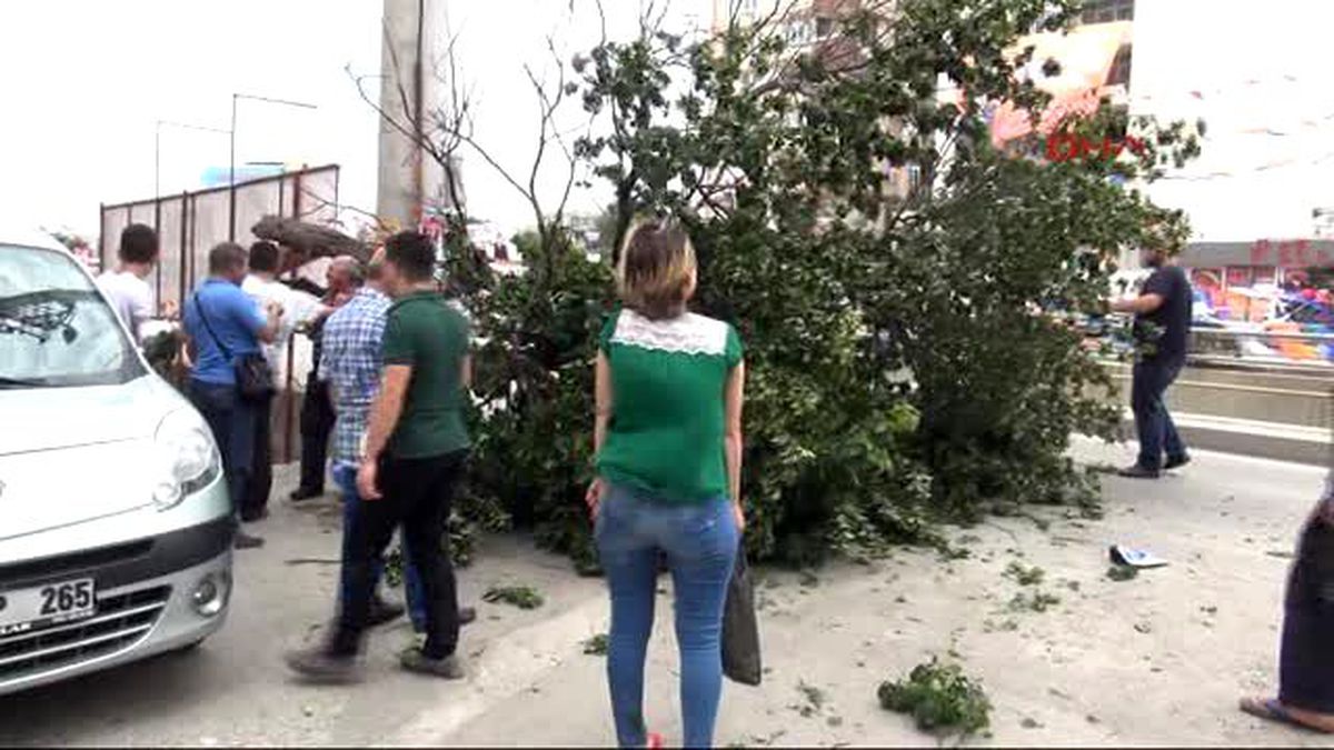 Adana Devrilen Ağaçtan Kayısı Toplama Yarışı