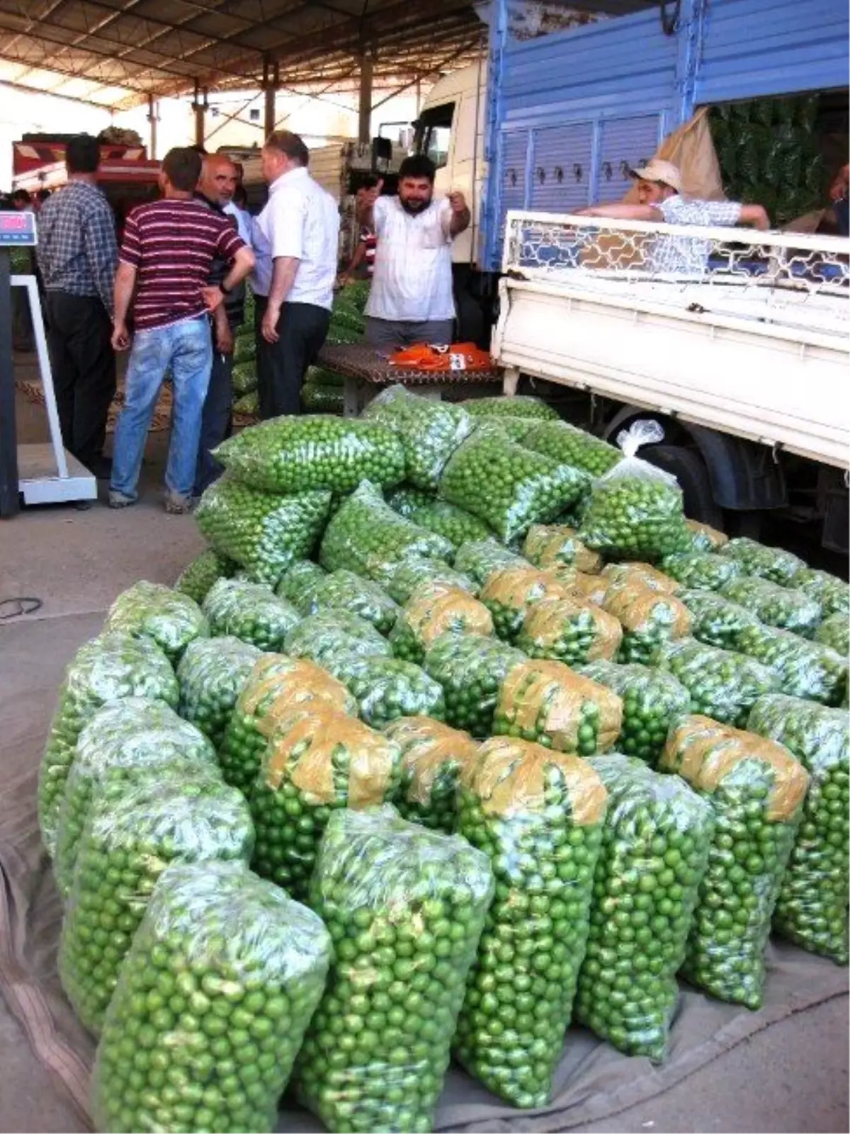 Can Eriğinde Verim Yüzde 70 Azaldı