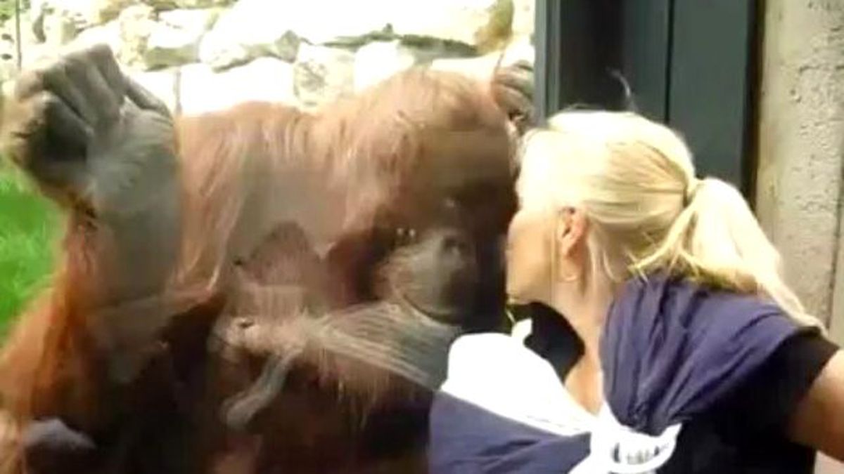İlk Defa Bebek Gören Orangutanın Merakı