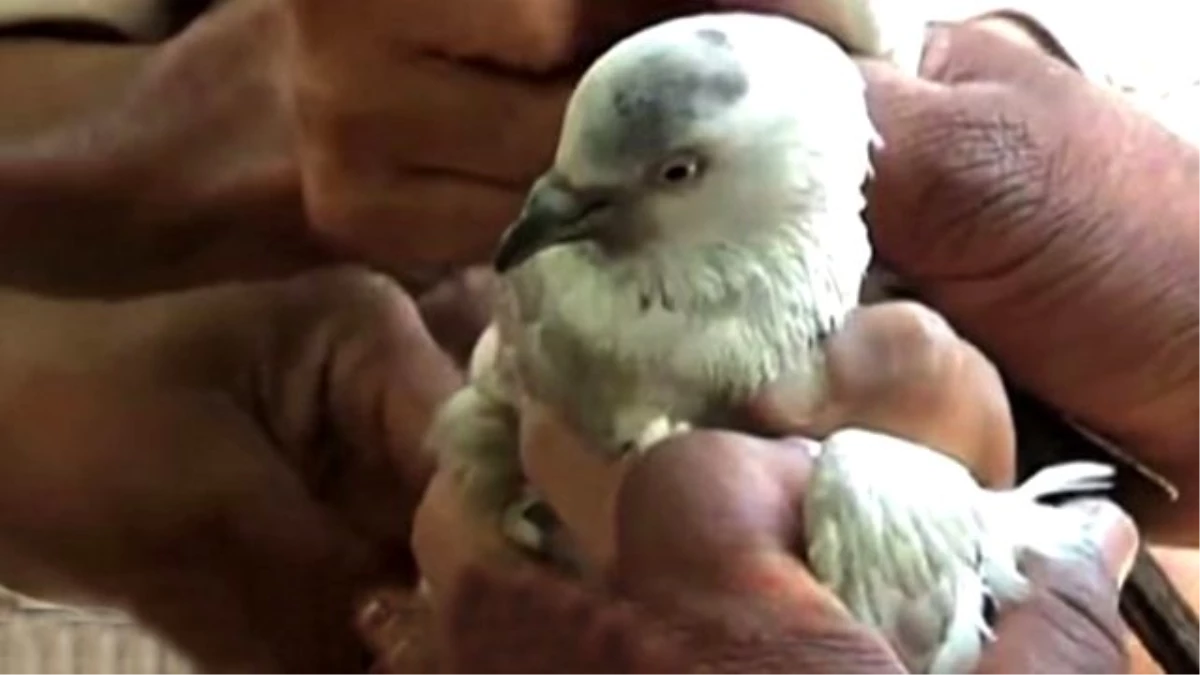 Pakistanlı Casus Güvercin Gözaltına Alındı