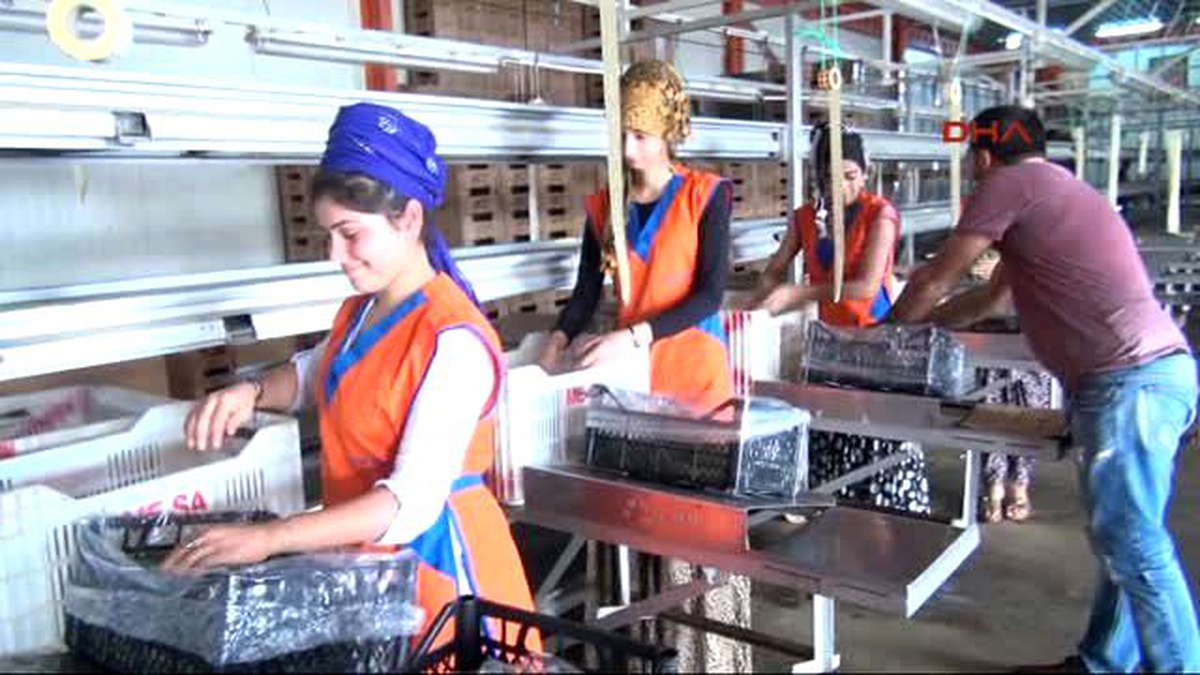 Alanya Rusya\'ya Sebze ve Meyve İhracatı Arttı
