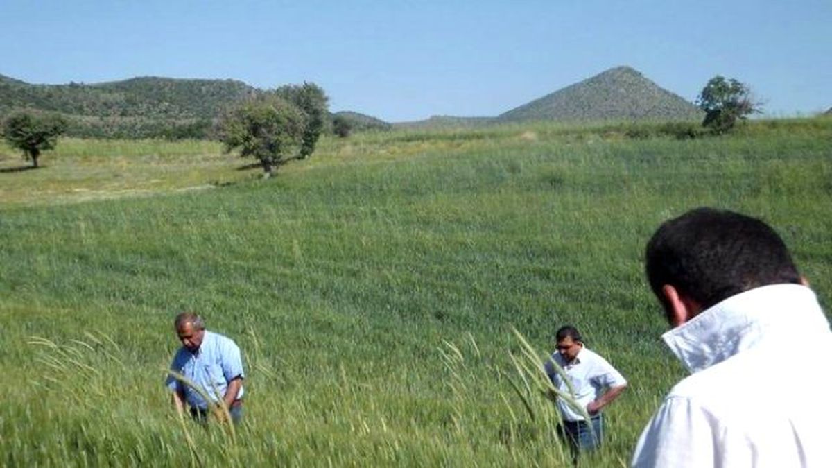 Beyşehir\'de Ekili Alanlara 43 Bin Parazitoit Bırakıldı