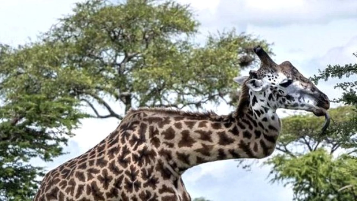 Boynu Kırık Zürafa Görenleri Hayretler İçerisinde Bırakıyor