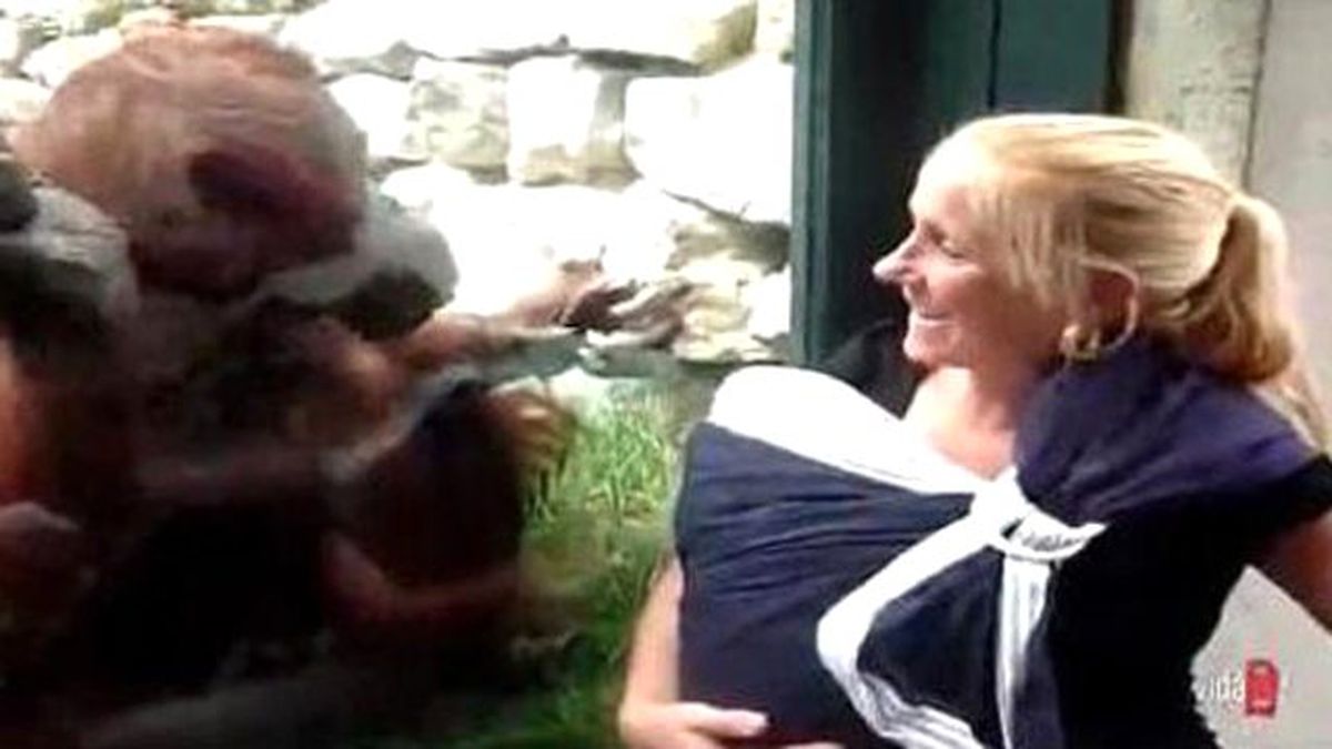 İlk Defa Bebek Gören Orangutanın Merakı