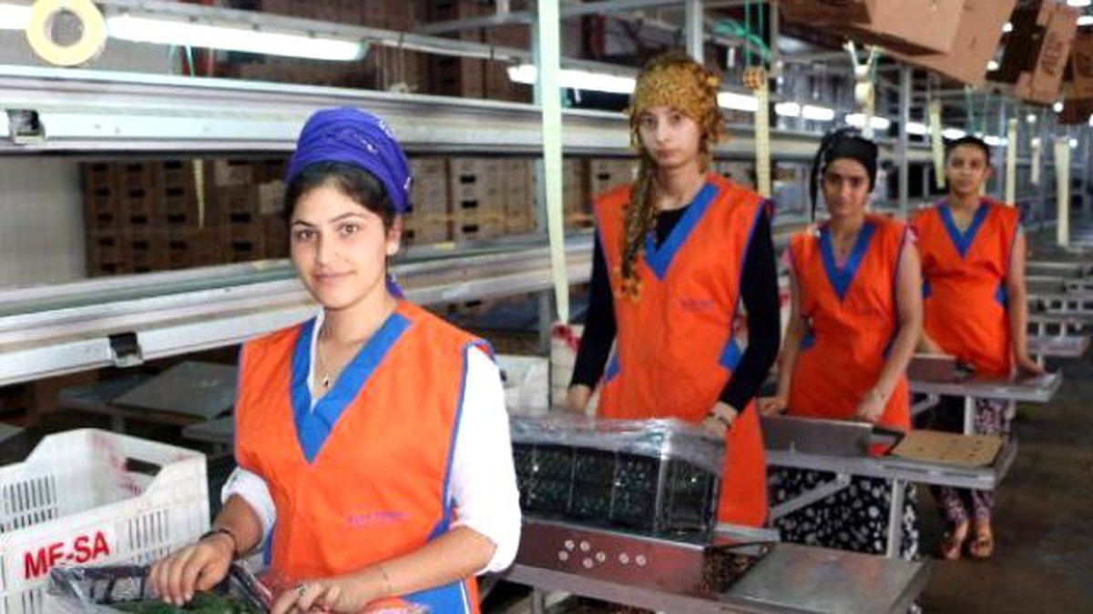 Rusya\'ya Sebze ve Meyve İhracatı Arttı