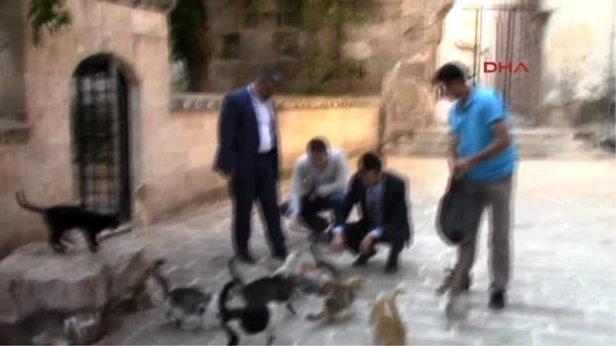 Şanlıurfa MHP Milletvekili Adayları Sokaktaki Kedileri Topladı