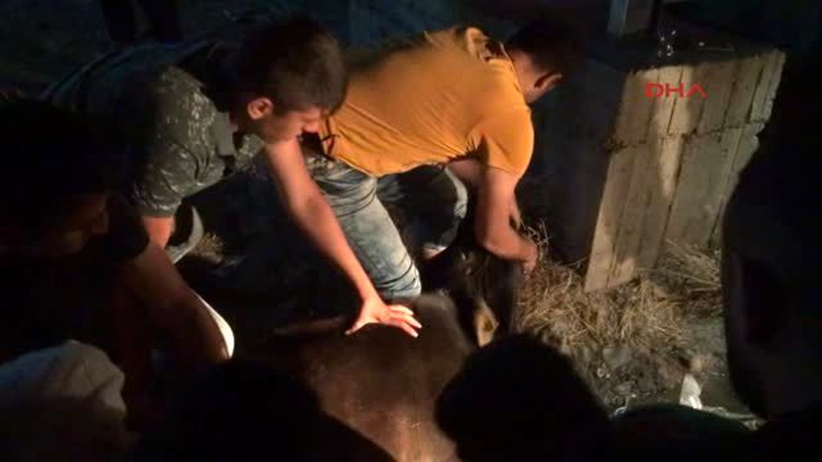 Silopi\'de Aracın Çarptığı İnek, Vatandaşlar Tarafından Kesildi