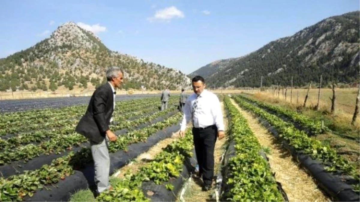 Derebucak\'ta Çilek ve Fasulye Üretimi Hız Kazandı