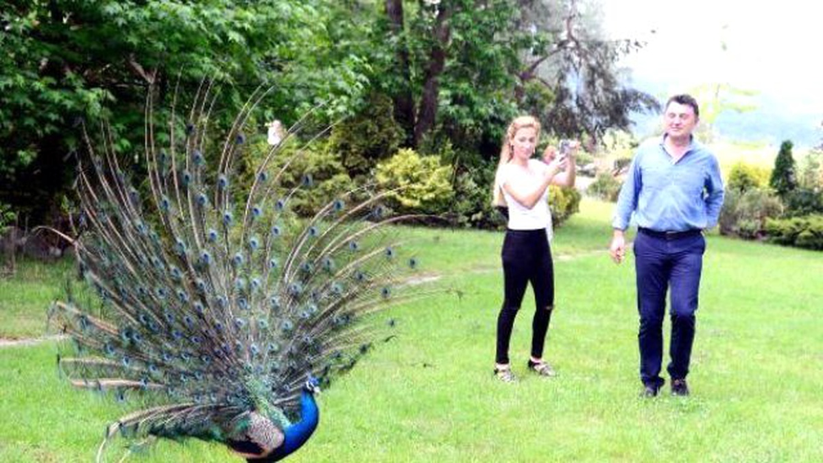 Doğapark\'ta Tavus Kuşlarının Görsel Şöleni