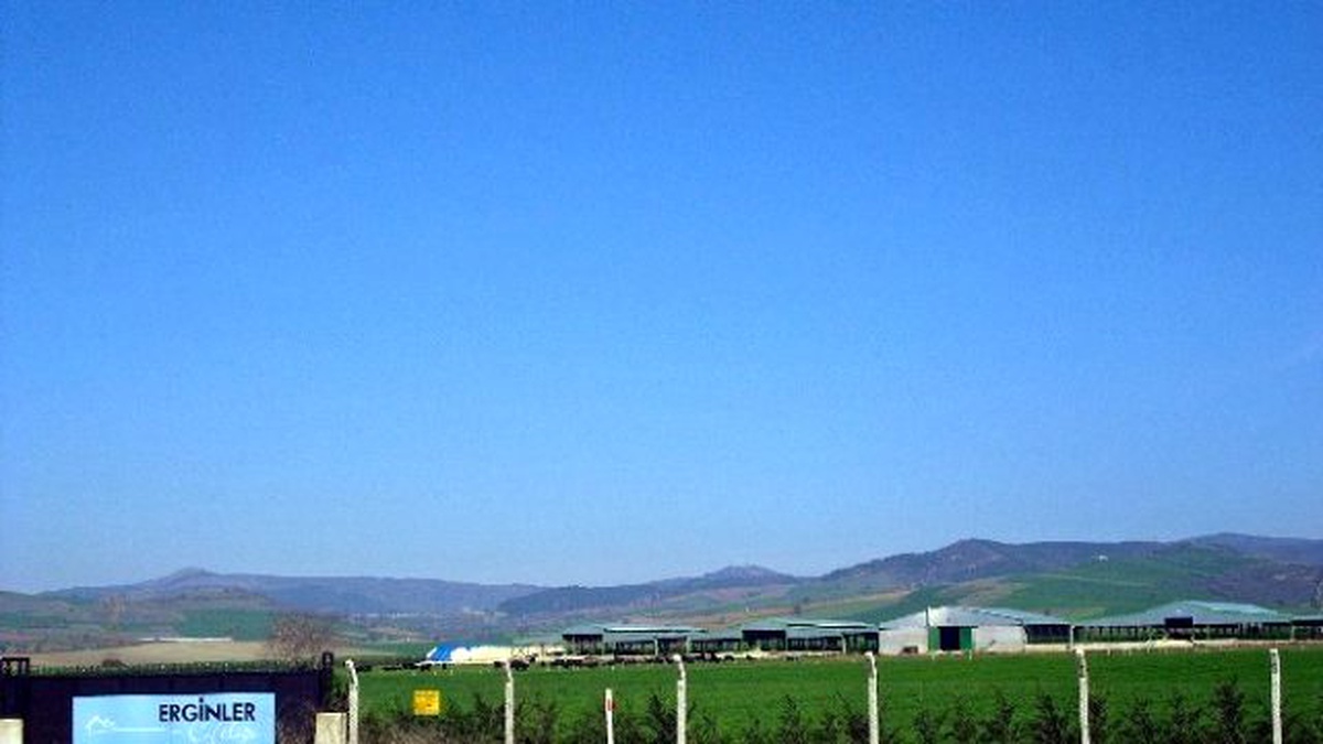 Kara Anguslar Yenişehir\'de Yetiştiriliyor