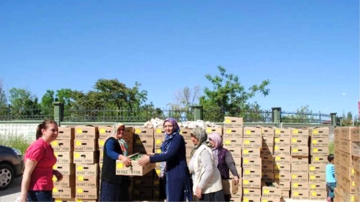 Karaman\'da Sebze Kurutma Projesi Kapsamında 160 Bin Fide Dağıtıldı
