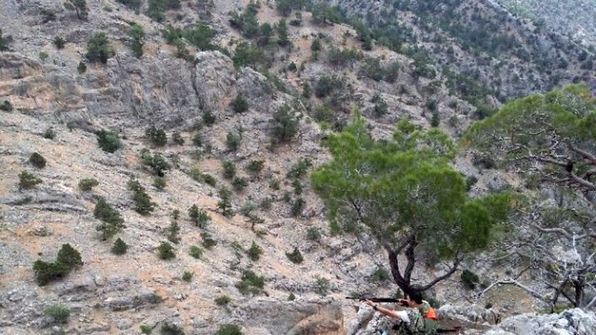 Karaman\'da Yaban Domuzu Sürek Avları Devam Ediyor