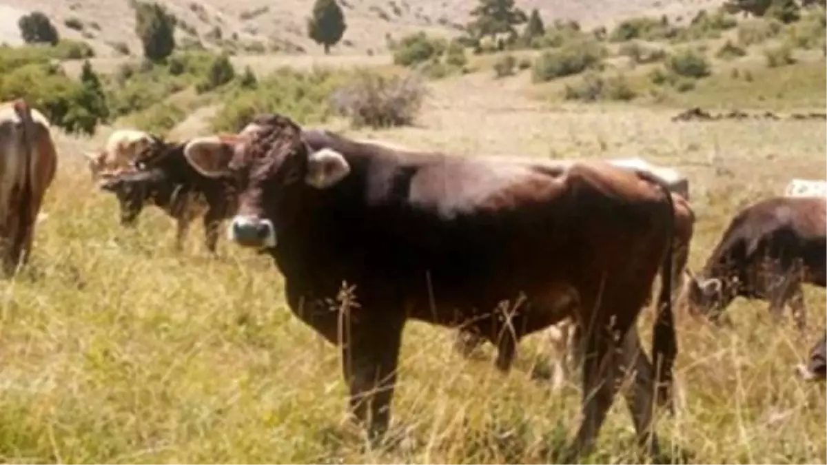 Kars Hayvan Pazarı ve Köylerden Simental Montofon Dana Düve Satışları 0535 799 95 42- 0537 702 05 01