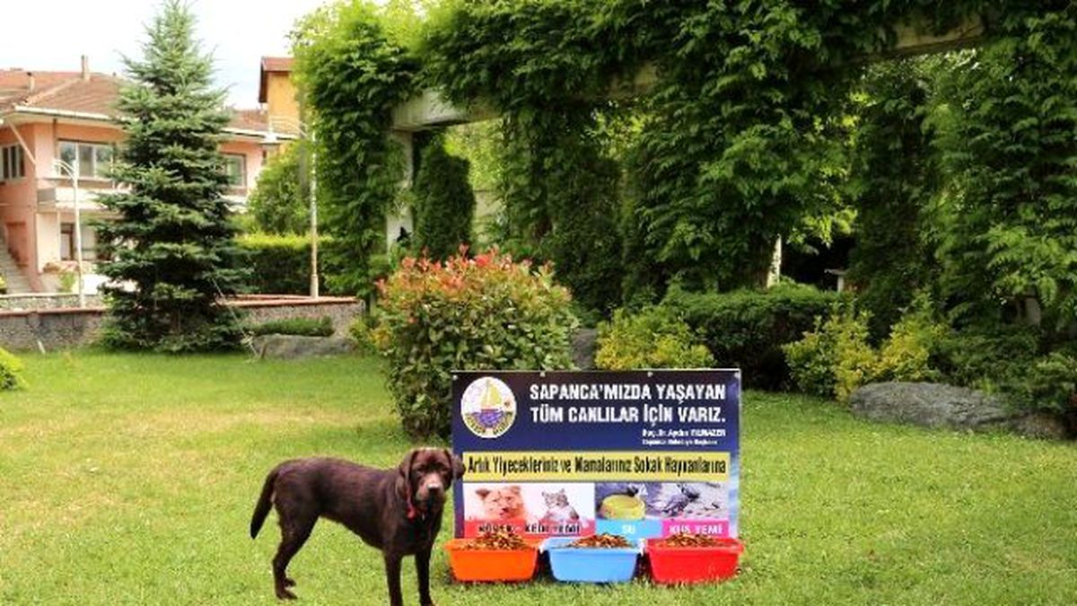 Sapanca\'da Artık Onlar İçinde Bir Kap Yemek ve Su Var