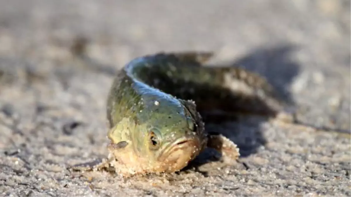 \'Tırmanan Levrek\' Bölgedekilerin Kabusu Oldu