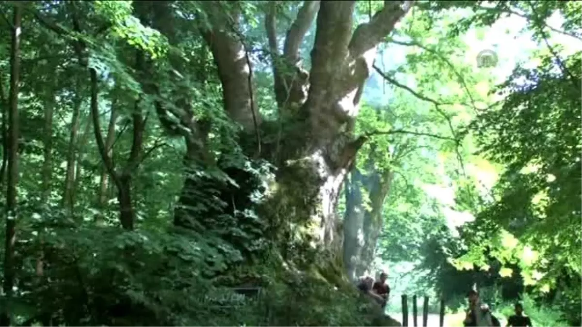 Yalova\'daki 800 Yaşındaki Çınar Turistlerin Gözdesi