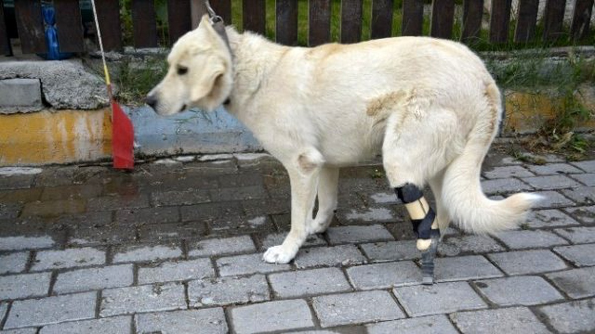Yardım Kampanyası Sokak Köpeğine Protez Ayak Oldu